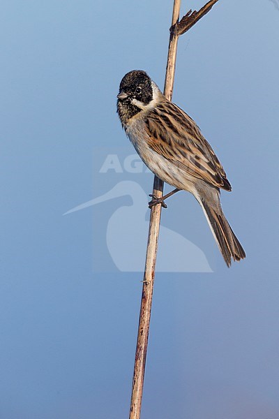 Reed Bunting (Emberiza schoeniclus), adult male in winter plumage perched on a reed stock-image by Agami/Saverio Gatto,