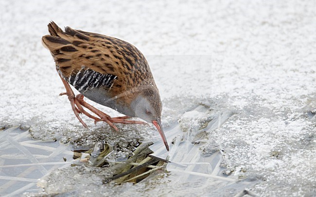 Waterral foeragerend in bevroren sloot; Water Rail foraging on frozen ditch stock-image by Agami/Markus Varesvuo,