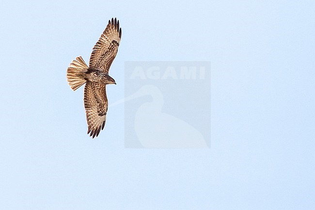 Steppe Buzzard (Buteo buteo vulpinus) on migration over the Eilat Mountains, near Eilat, Israel stock-image by Agami/Marc Guyt,