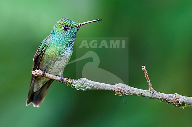 Versicolored Emerald (Chrysuronia versicolor) Perched on a branch in Brazil stock-image by Agami/Dubi Shapiro,