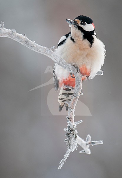 Grote Bonte Specht op berijpte tak, Great Spotted Woodpecker on hoar-frost covered branch stock-image by Agami/Han Bouwmeester,