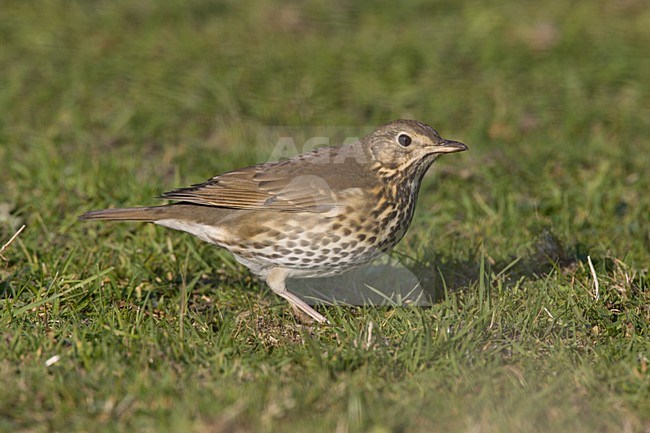 Song Thrush in gras; Zanglijster in gras stock-image by Agami/Arie Ouwerkerk,