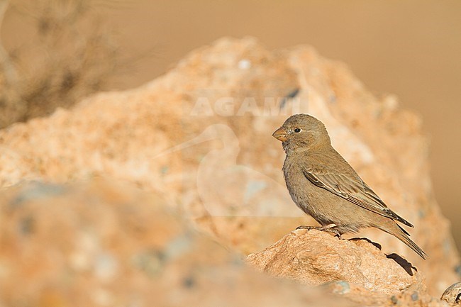 Trumpeter Finch - Wüstengimpel - Bucanetes githagineus ssp. zedlitzi, Morocco stock-image by Agami/Ralph Martin,