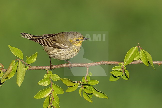 Adult female
Galveston Co., TX
April 2022 stock-image by Agami/Brian E Small,