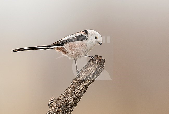 Long-tailed Tit (Aegithalos caudatus) in northern Italy stock-image by Agami/Alain Ghignone,