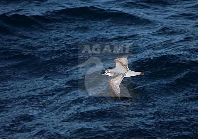 Antarctische Prion vliegend boven zee; Antarctic Prion flying over the sea stock-image by Agami/Marc Guyt,