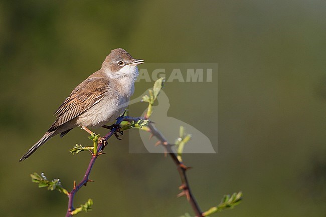 Common Whitethroat - Dorngrasmücke - Sylvia communis ssp. communis, Germany stock-image by Agami/Ralph Martin,