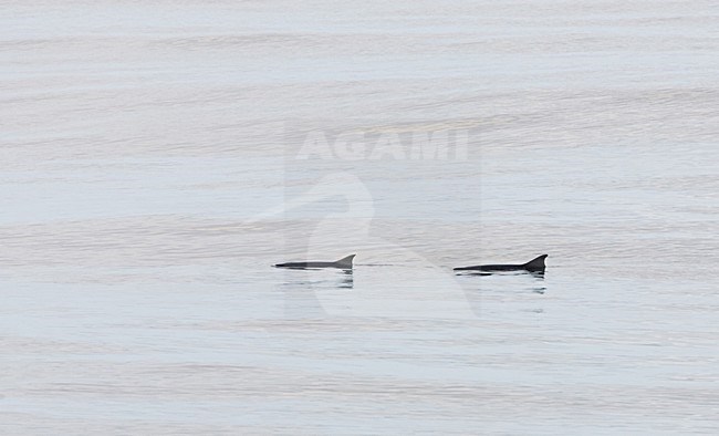 Kleinste potvis, Dwarf sperm whale stock-image by Agami/Menno van Duijn,