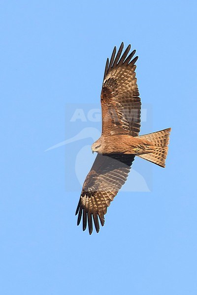 Black Kite (Milvus migrans), adult in flight stock-image by Agami/Saverio Gatto,