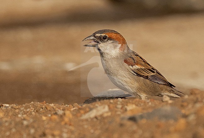 Iago Sparrow (Passer iagoensis) is en endemic of Cape Verde. This is a male on Santiago Island. stock-image by Agami/Eduard Sangster,