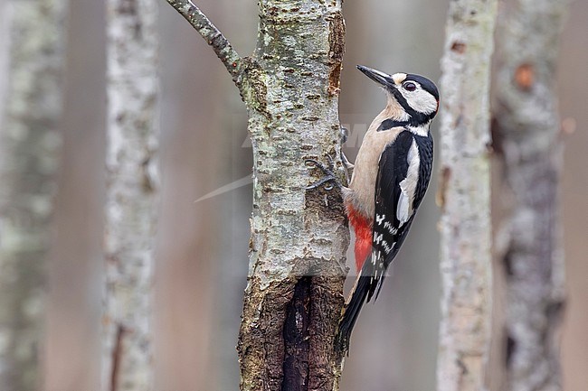 Great Spotted Woodpecker (Dendrocopos major) stock-image by Agami/Daniele Occhiato,