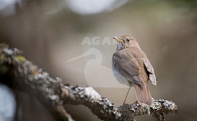 Bicknell's thrush (Catharus bicknelli) perched on a branch stock-image by Agami/Ian Davies,