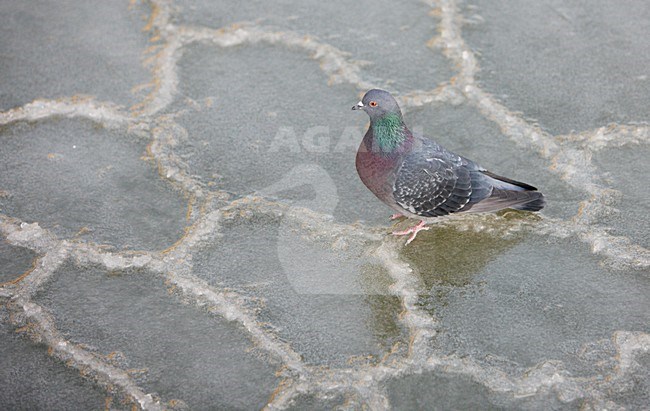 Stadsduif in de winter; Feral Pigeon in winter stock-image by Agami/Markus Varesvuo,