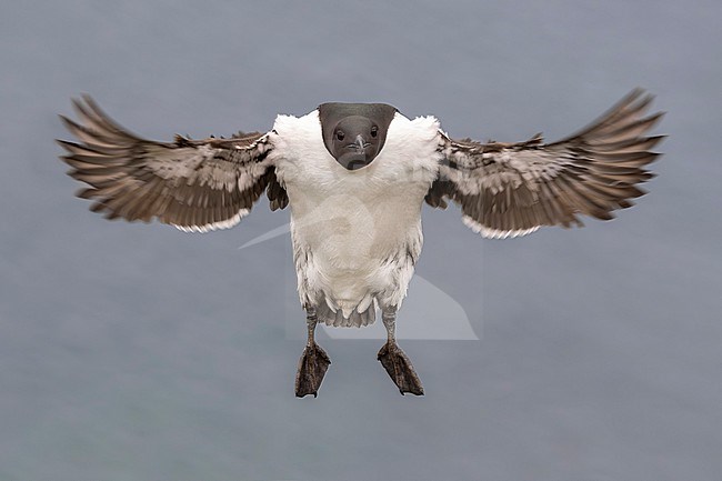 Common Guillemot (Uria aalge) in arctic Norway. Landing in the colony. stock-image by Agami/Daniele Occhiato,