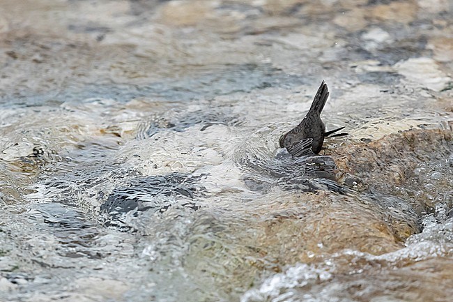 White-throated Dipper (Cinclus cinclus aquaticus) is diving in a alpine Rivulet in Bavaria, Germany.  stock-image by Agami/Mathias Putze,
