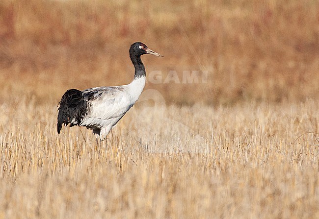 Wintering Black-necked Crane (Grus nigricollis), standing in a agricultural field in the Himalayas. Showing cocked tail feathers. stock-image by Agami/Marc Guyt,