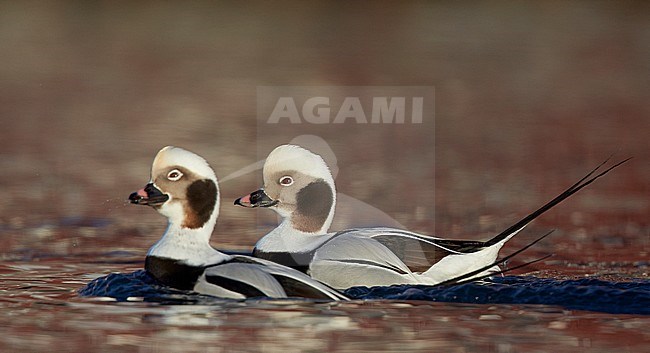 Mannetje IJseend, Male Long-tailed Duck stock-image by Agami/Markus Varesvuo,