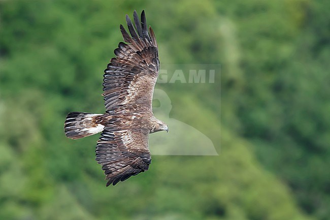 Golden Eagle (Aquila chrysaetos), subadult male in flight seen from the above, Campania, Italy stock-image by Agami/Saverio Gatto,