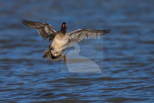 Mannetje Wintertaling; Eurasian Teal male stock-image by Agami/Daniele Occhiato,