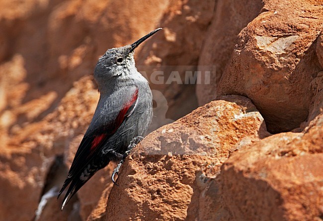 Rotskruiper foeragerend tegen rotswand; Wallcreeper foraging against cliff stock-image by Agami/Markus Varesvuo,