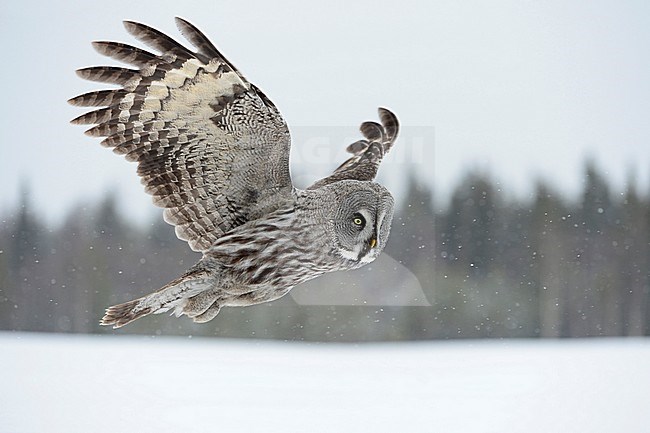 Laplanduil vliegend; Great Grey Owl flying stock-image by Agami/Jari Peltomäki,