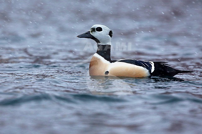 Stellers eider in de haven; Steller's Eider in the seaport stock-image by Agami/Chris van Rijswijk,