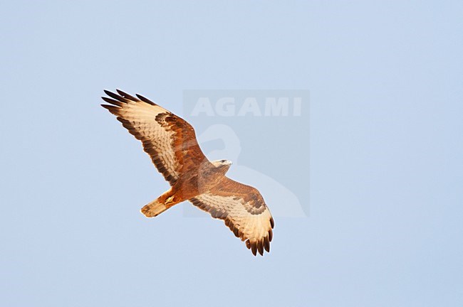 Steppebuizerd op doortrek; Steppe Buzzard on migration stock-image by Agami/Marc Guyt,