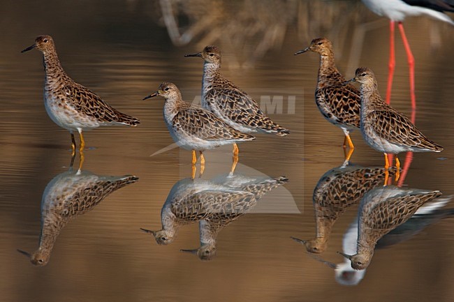 Groepje Kemphanen; Flock of Ruff stock-image by Agami/Daniele Occhiato,