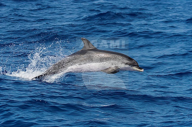 Atlantic Spotted Dolphin (Stenella frontalis) swimming off Banco de la Conception, Lanzarote, Canary Islands, Sapin. stock-image by Agami/Vincent Legrand,