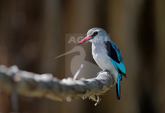 Woodland Kingfisher (Halcyon senegalensis) stock-image by Agami/Dick Forsman,