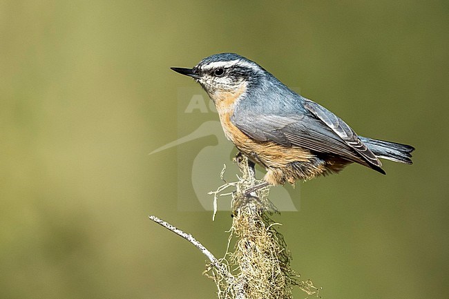 Adult female Red-breasted Nuthatch, Sitta canadensis
Monterey Co., California, USA, during autumn. stock-image by Agami/Brian E Small,