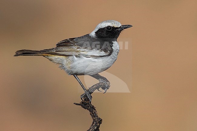 Red-rumped Wheatear (Oenanthe moesta) male perched on a branch stock-image by Agami/Daniele Occhiato,