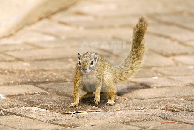 Smith's Bush Squirrel, Paraxerus cepapi stock-image by Agami/Marc Guyt,