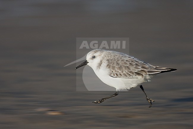 Sanderling (Calidris alba) running on the beach of Katwijk, Netherlands stock-image by Agami/Bas Haasnoot,