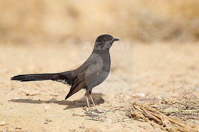 Black Scrub Robin (Cercotrichas podobe) standing on the ground at Yotvata, southern Negev desert in Israel. stock-image by Agami/David Monticelli,