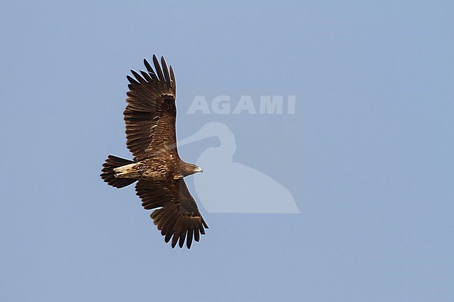 Greater Spotted Eagle - Schelladler - Aquila clanga, Oman, subadult stock-image by Agami/Ralph Martin,