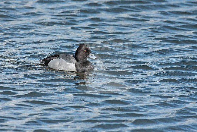 Hybrid Tufted Duck x Common Pochard (Aythya fuligula x Aythya ferina), adult male swimming, seen from the side. stock-image by Agami/Fred Visscher,