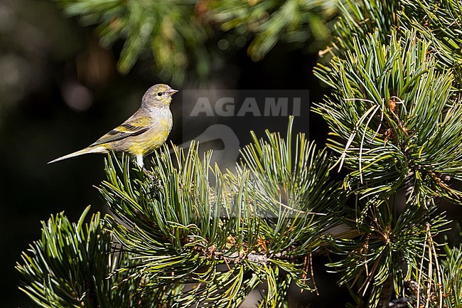 First-winter female Citril Finch (Carduelis citrinella) perched on a pine branch in Switzerland. stock-image by Agami/Ralph Martin,