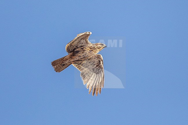 Common buzzard (Buteo Buteo), insularum subspecies, immature (2 cy) flying against a blue sky as background, in Fuerteventura, Canarias, Spain. stock-image by Agami/Sylvain Reyt,