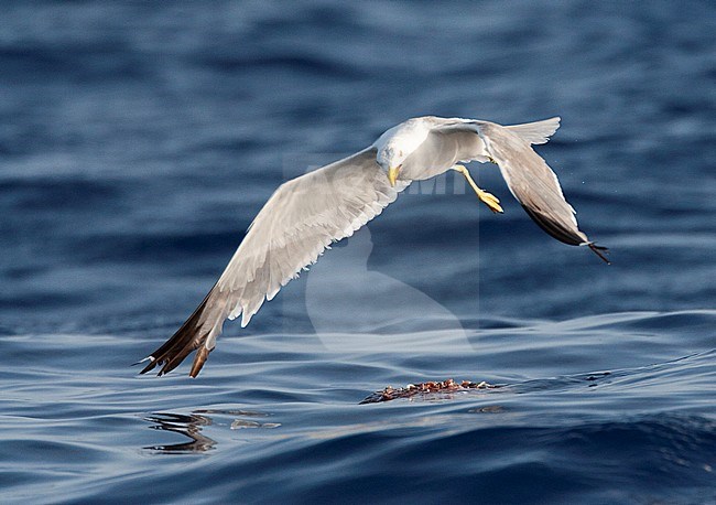 Yellow-legged Gull (Larus michahellis michahellis) foraging at sea in Madeira. Adult bird hanging in the air above chum. stock-image by Agami/Marc Guyt,