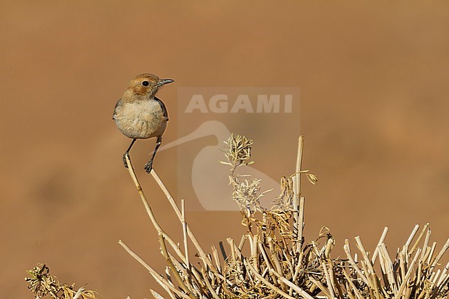 Red-rumped Wheatear - Fahlbürzel-Steinschmätzer - Oenanthe moesta, Morocco, adult female stock-image by Agami/Ralph Martin,