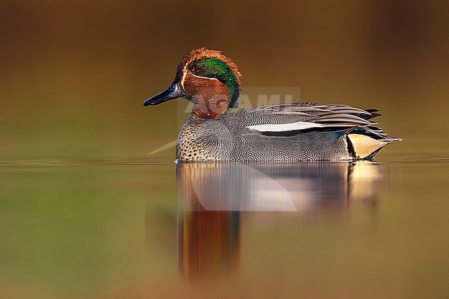 Eurasian Teal (Anas crecca) in Italy. stock-image by Agami/Daniele Occhiato,