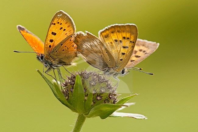 Morgenrood / Scarce Copper (Lycaena virgaureae) stock-image by Agami/Wil Leurs,