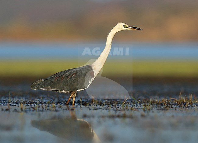 White-necked Heron (Ardea pacifica) at Lake Moondarra, Mount Isa in Queensland, Australia. Wading through shallow water in a wetland. stock-image by Agami/Aurélien Audevard,
