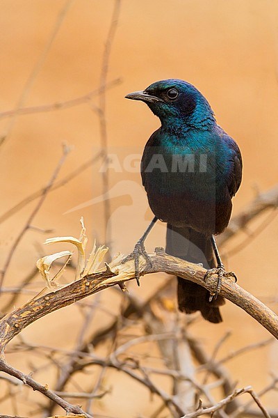 Burchell's Starling (Lamprotornis australis) perched stock-image by Agami/Dubi Shapiro,