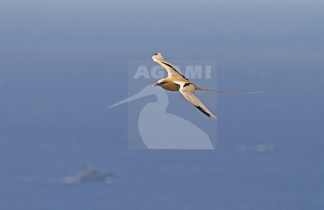 Volwassen Witstaartkeerkringvogel in vlucht, White-tailed Tropicbird adult in flight stock-image by Agami/Pete Morris,
