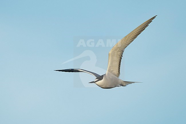 Adult breeding Aleutian Tern (Onychoprion aleuticus)
Seward Peninsula, Alaska
June 2018 stock-image by Agami/Brian E Small,