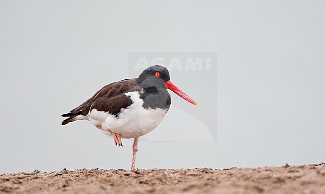 Amerikaanse Bonte Scholekster, American Oystercatcher, Haematopus palliatus stock-image by Agami/Marc Guyt,