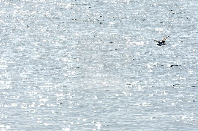 Cory's Shearwater (Calonectris borealis) off the coast of the Isles of Scilly, Cornwall, England. stock-image by Agami/Marc Guyt,