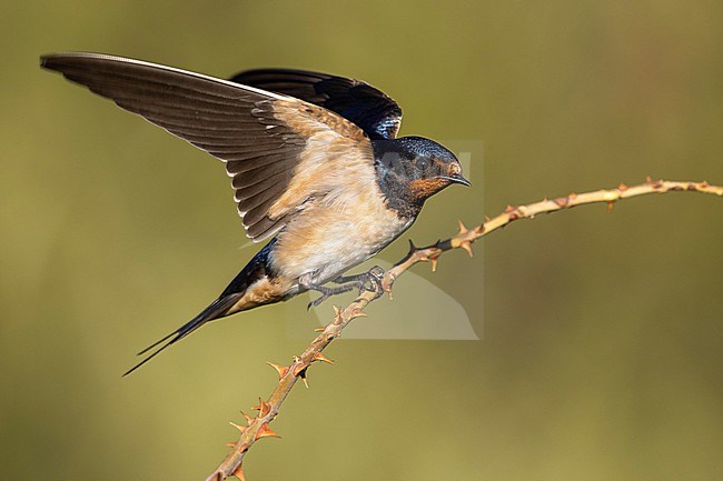 Barn Swallow (Hirundo rustica) in Italy. stock-image by Agami/Daniele Occhiato,